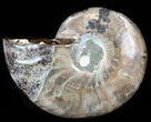 Agatized Ammonite Fossil (Half) #38776-1